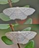 Idaea subsericeata